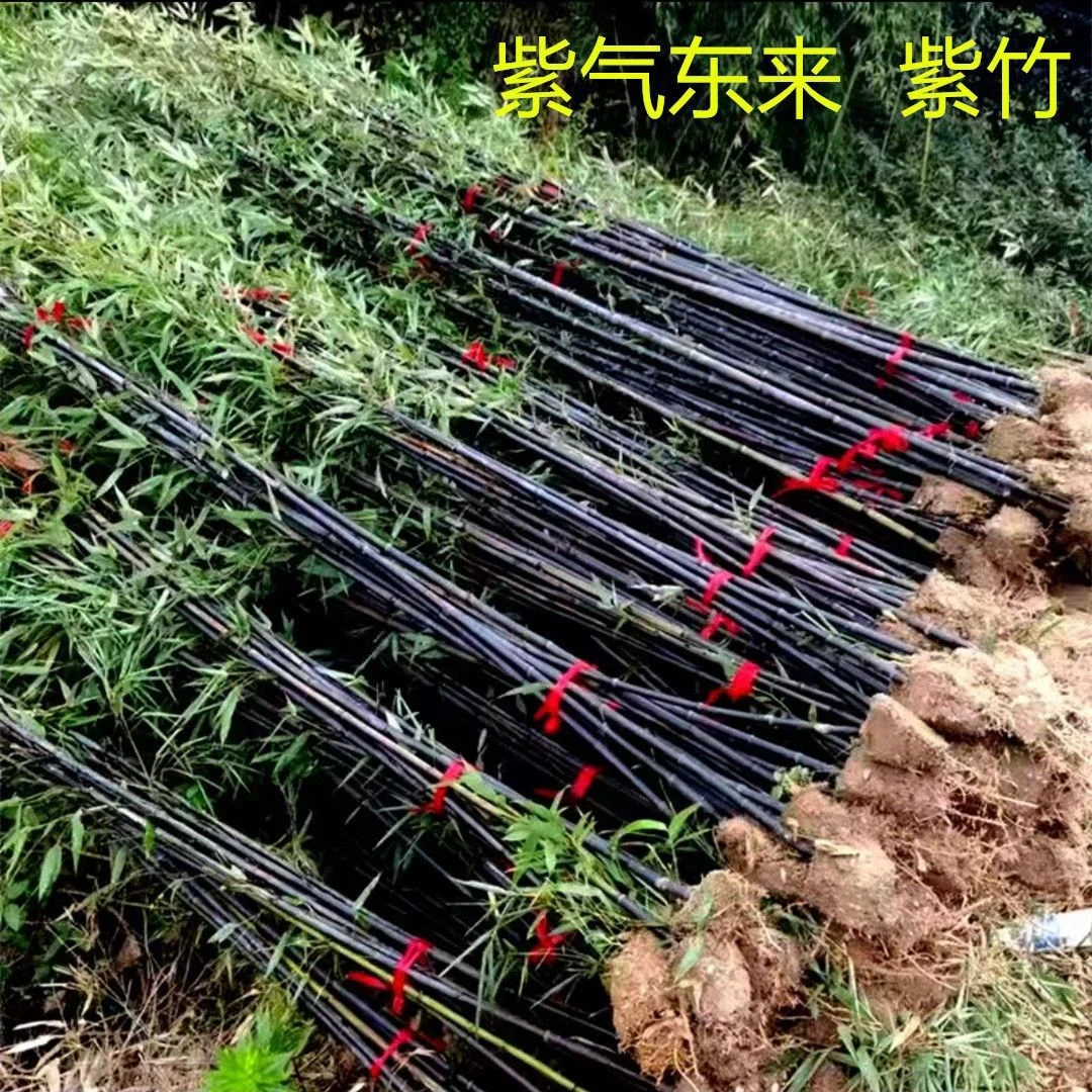 庭院绿化观赏植物紫竹苗青竹苗金镶玉竹子苗黄金竹盆栽净化空气