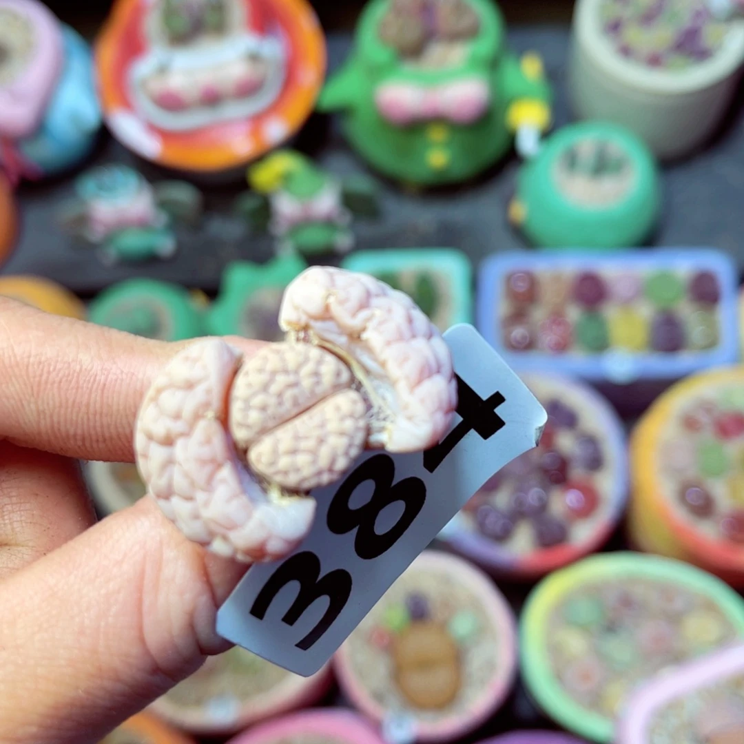 384生石花带盆发