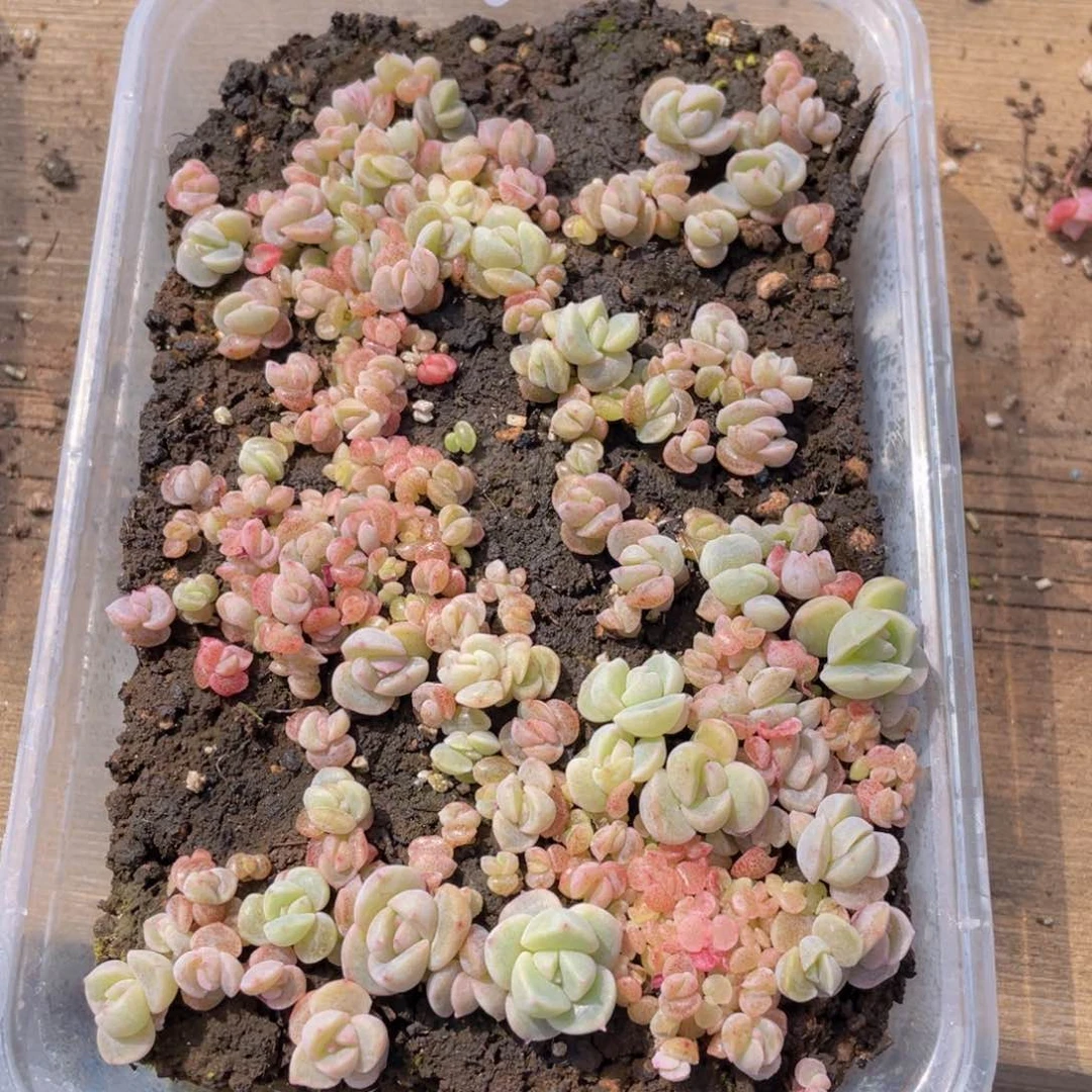 熊**宝多肉植物多肉植物637