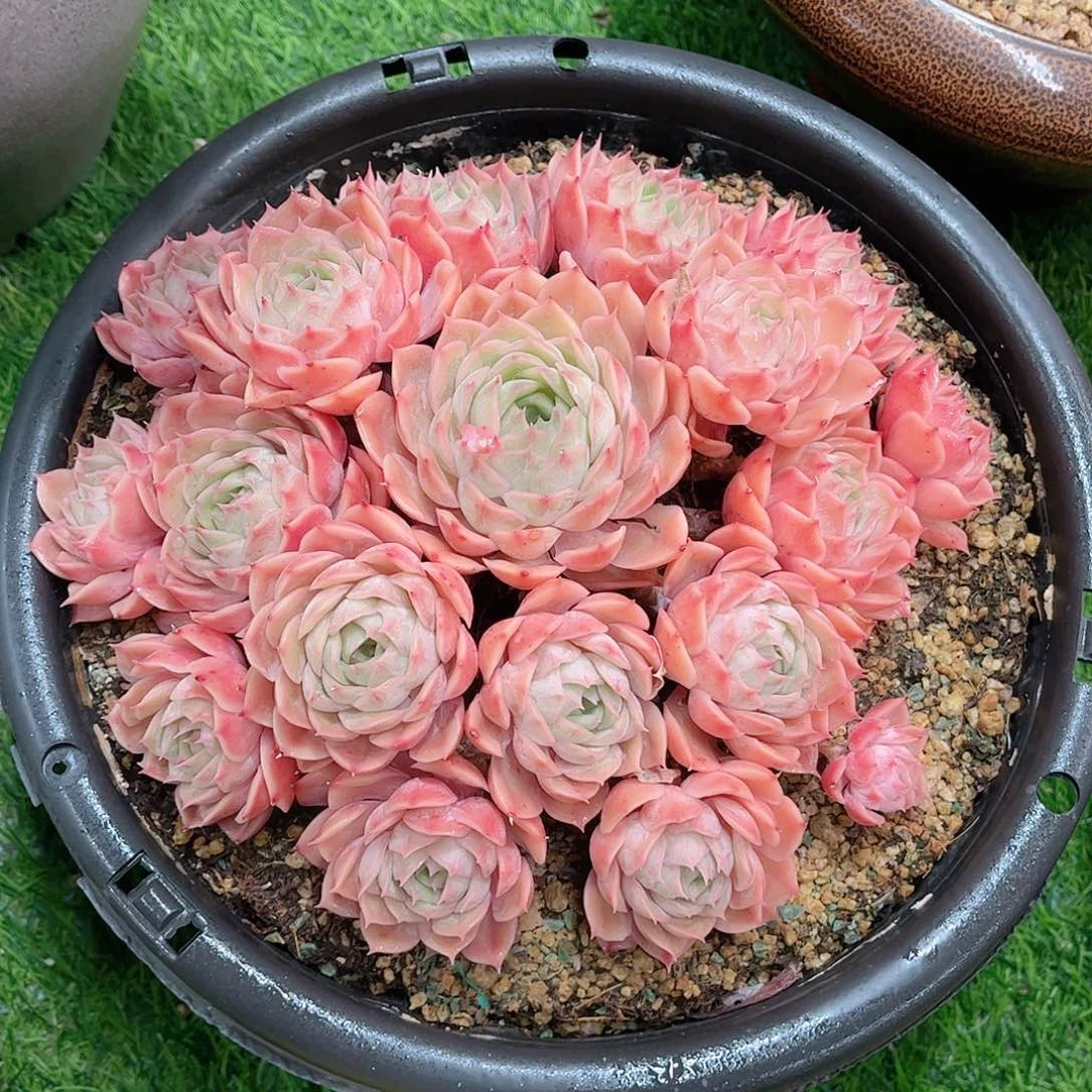 韩版昂斯洛精品多肉