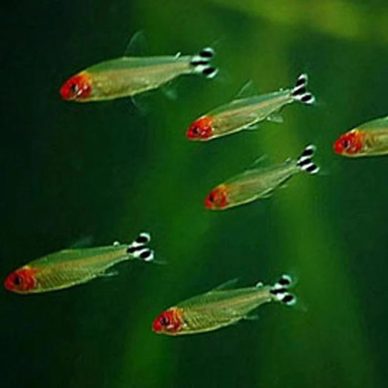 白身红鼻淡水灯科鱼5条1.5-2cm(凑三单发货)