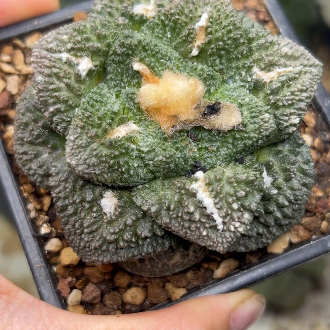 681 仙人球的比赛 有根