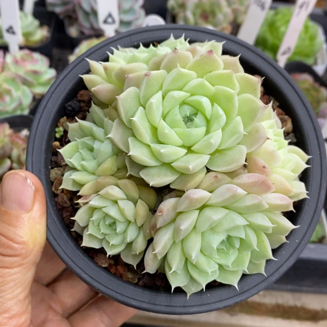 精品多肉一物一拍不包整140