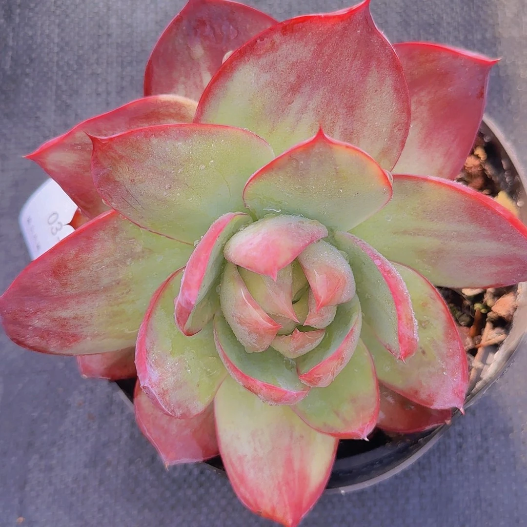 崔***店03-01惊鸿