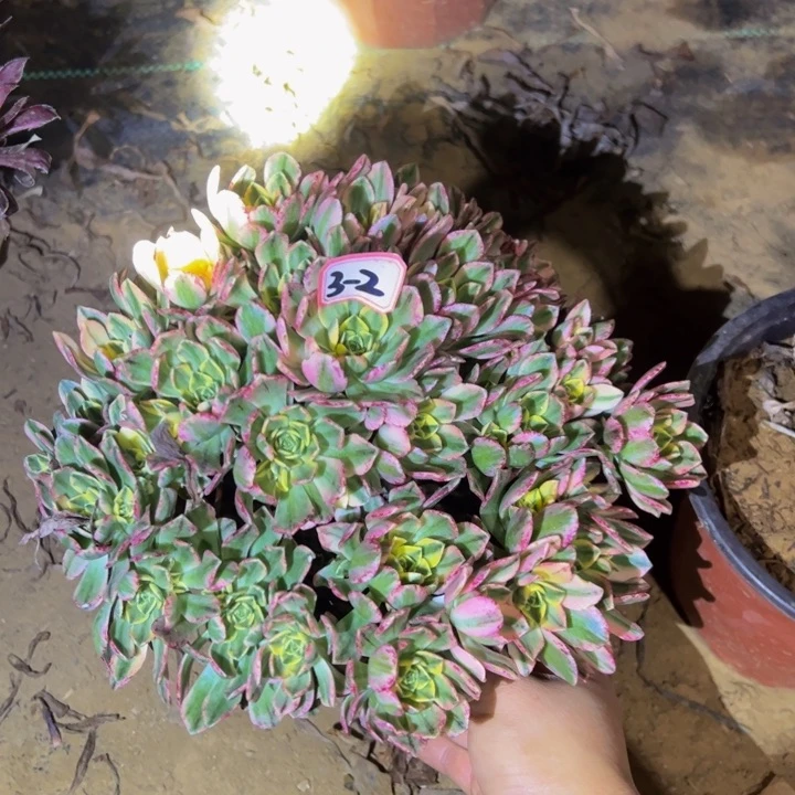 甜茶多肉植物3-2