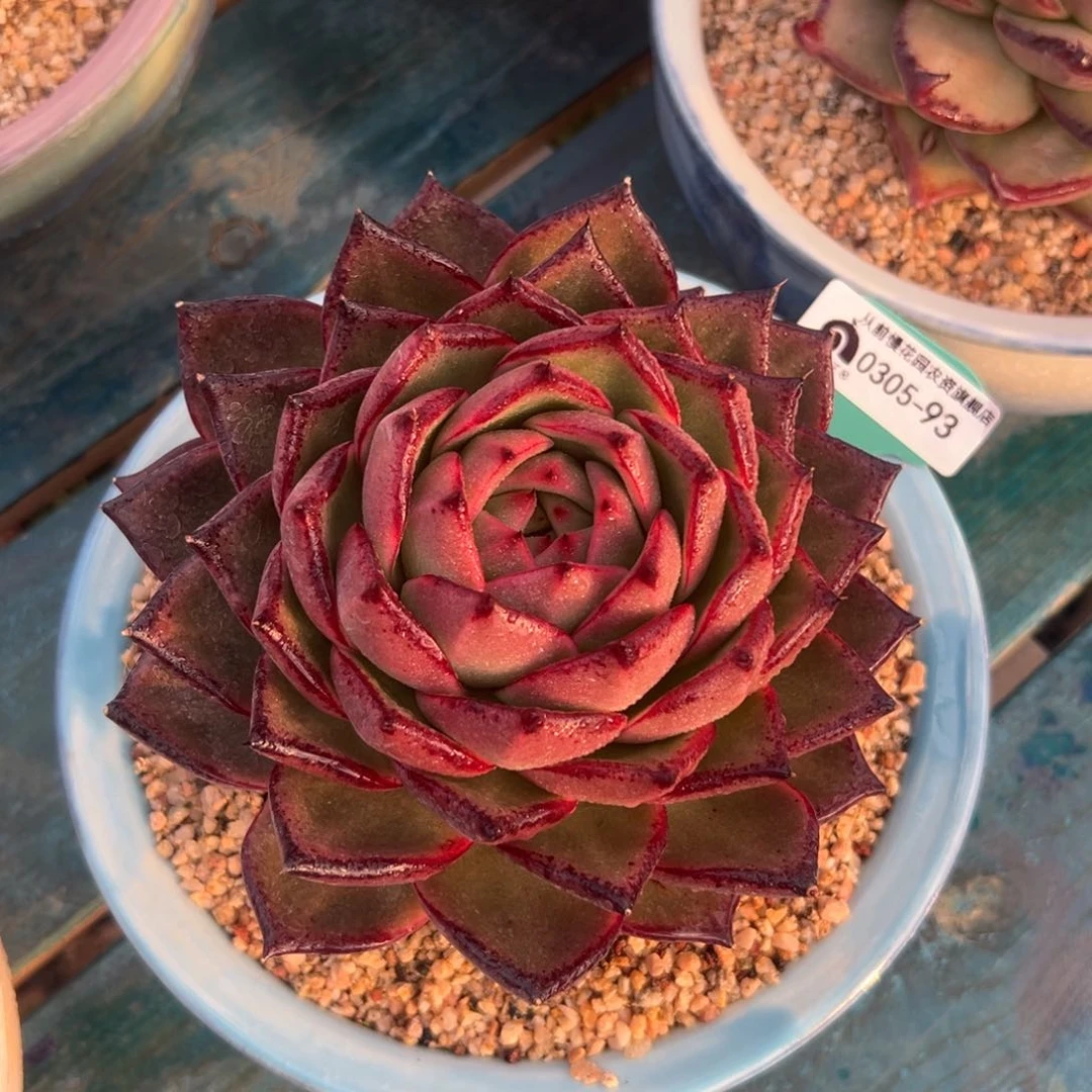 多肉一物一拍0305-93