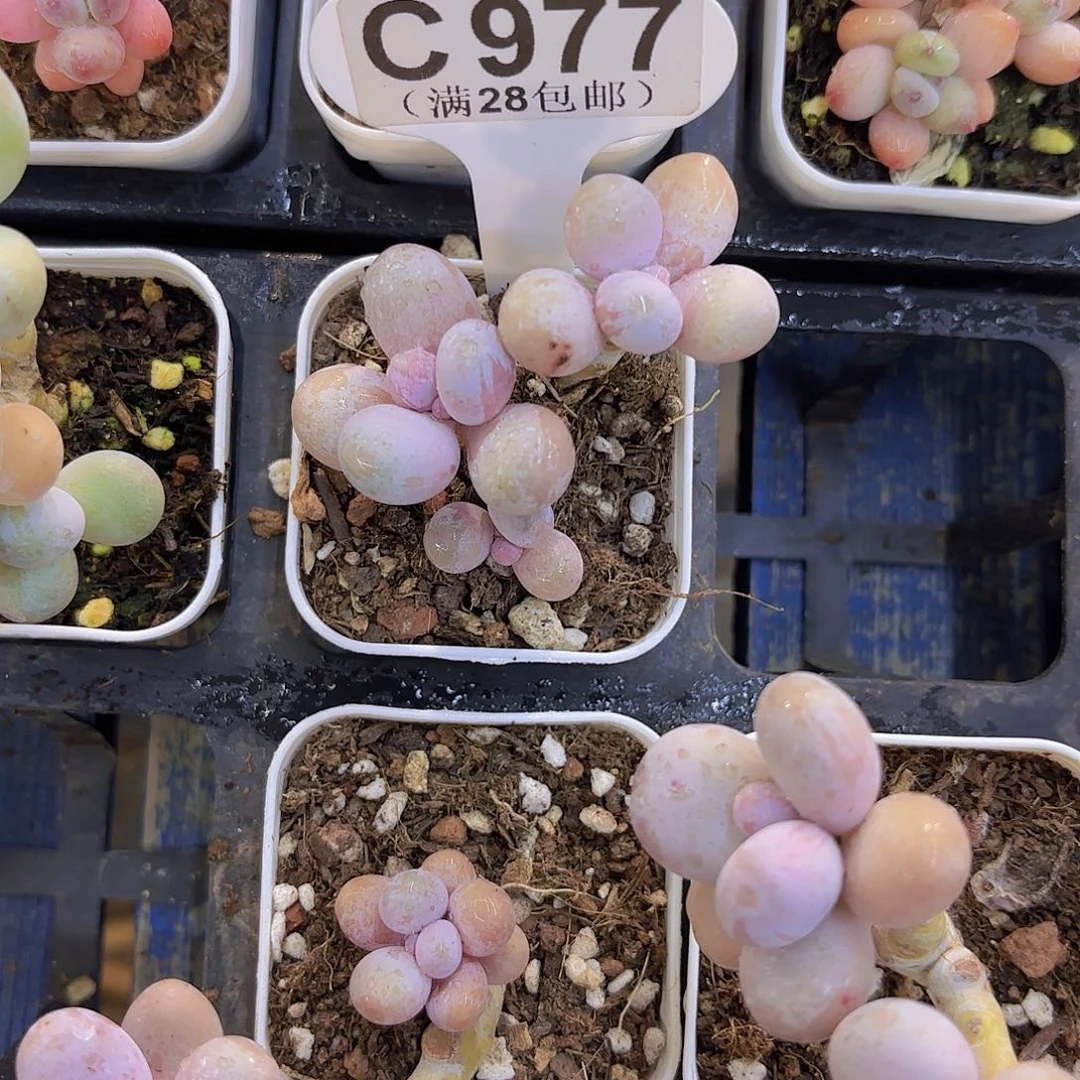 C977水光针一物一拍