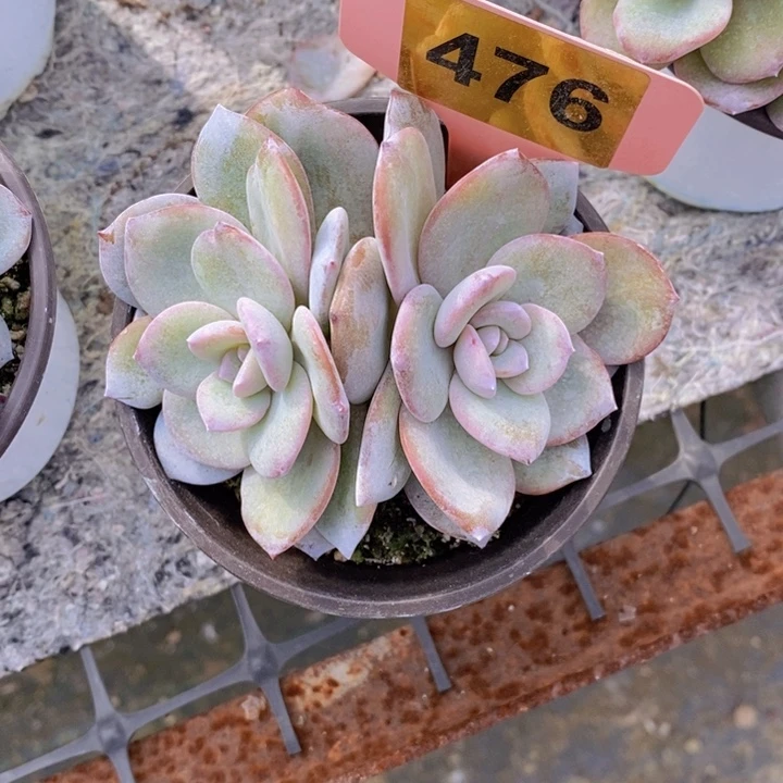 用***碧476号韩版奶茶一颗