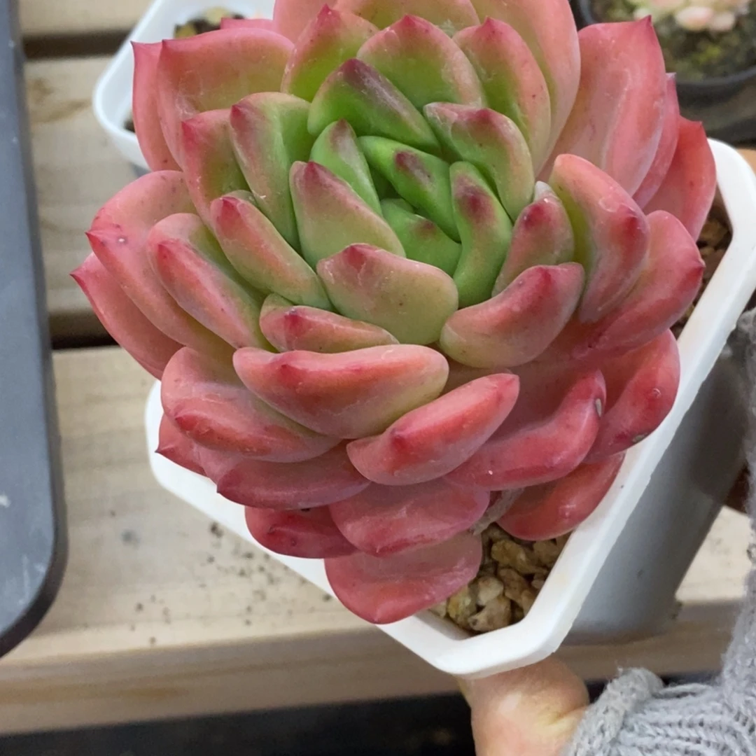 精品多肉一物一拍不包整165