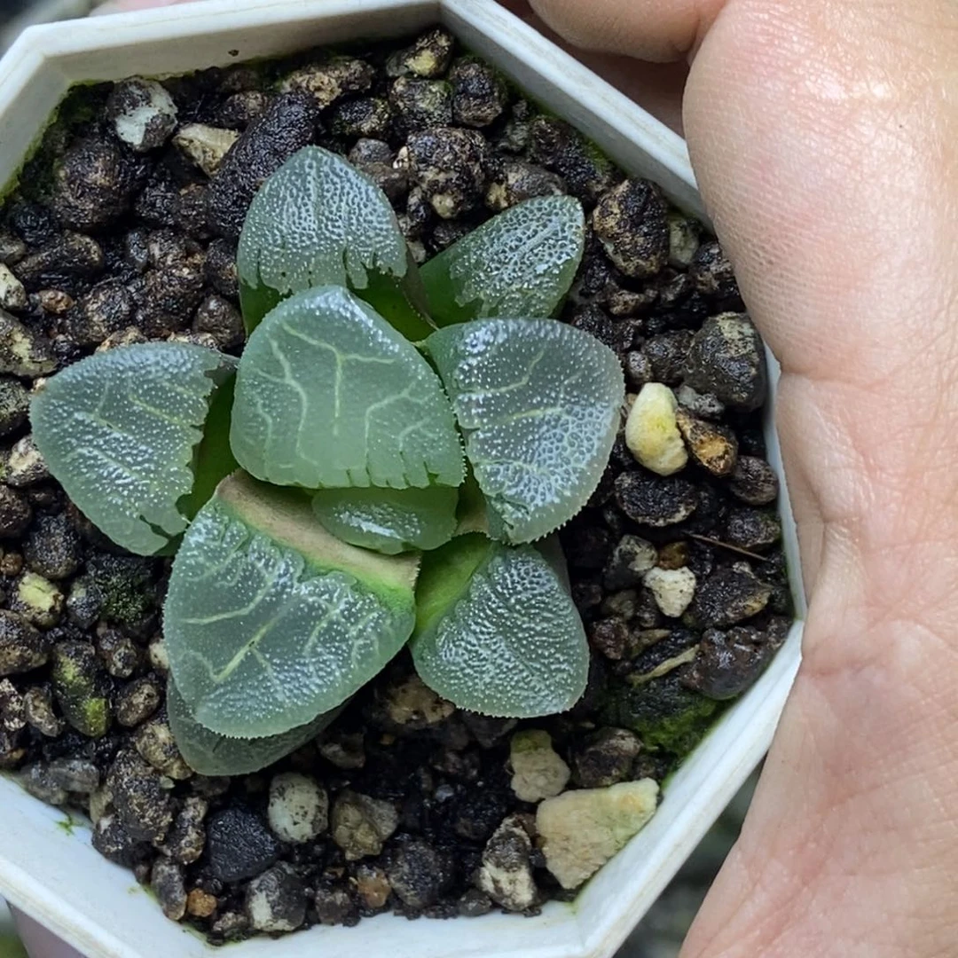 通灵宝玉一物一拍