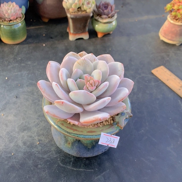 彭*一物一拍满30包邮 238