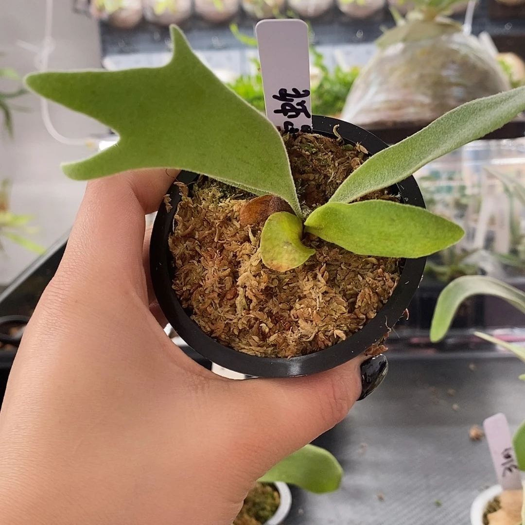 无花朵无开花植物
