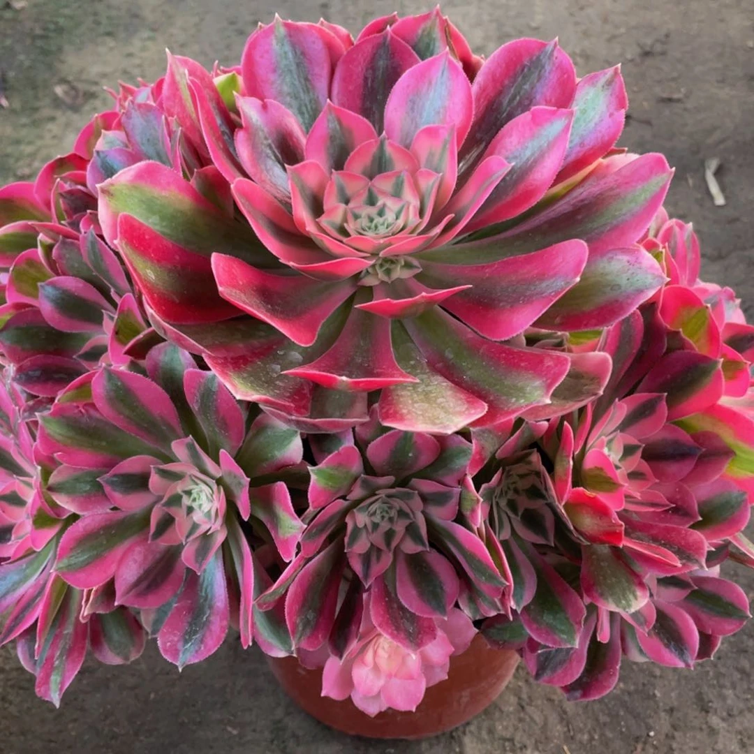 786粉女巫精品法师老桩