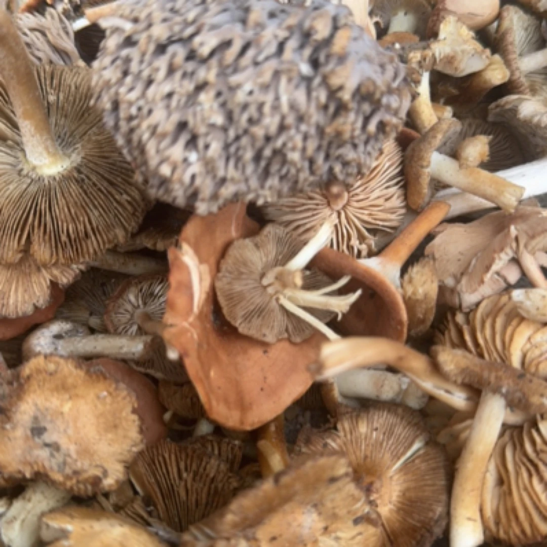 内蒙古杨树蘑菇焯水加少许盐