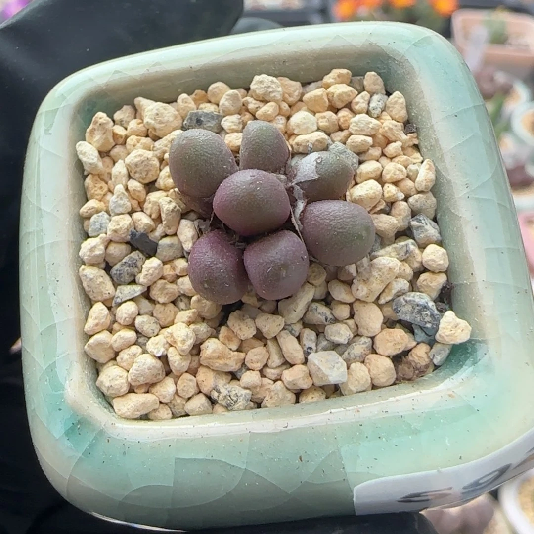 5920--一物一拍 带盆