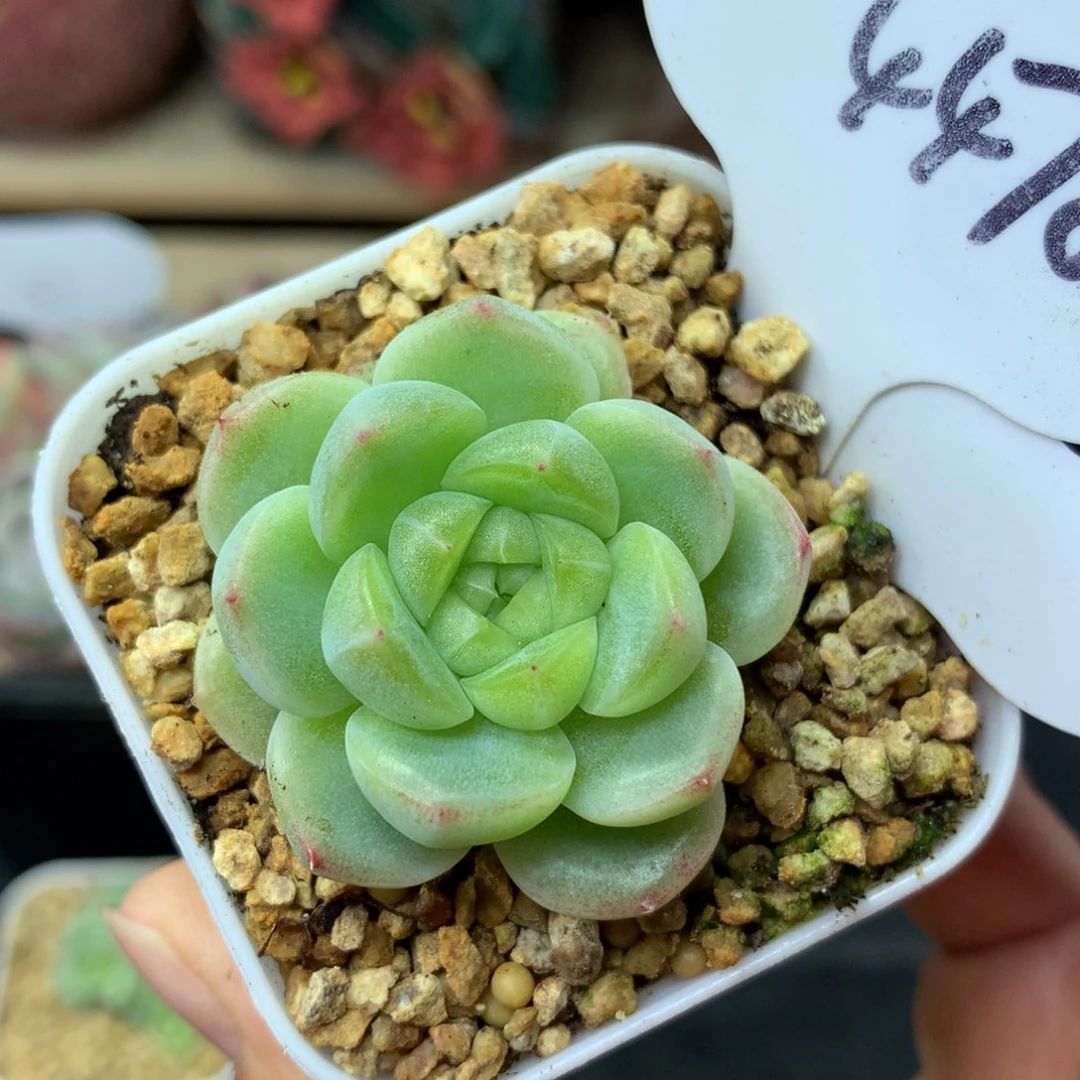 财富密码2号4478