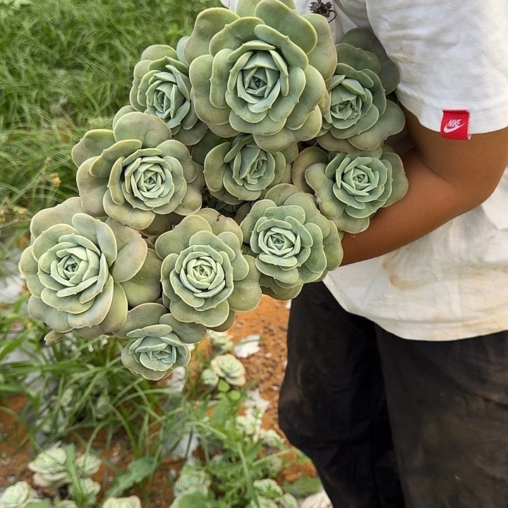刘***雨可爱玫瑰 一颗 不包损64号