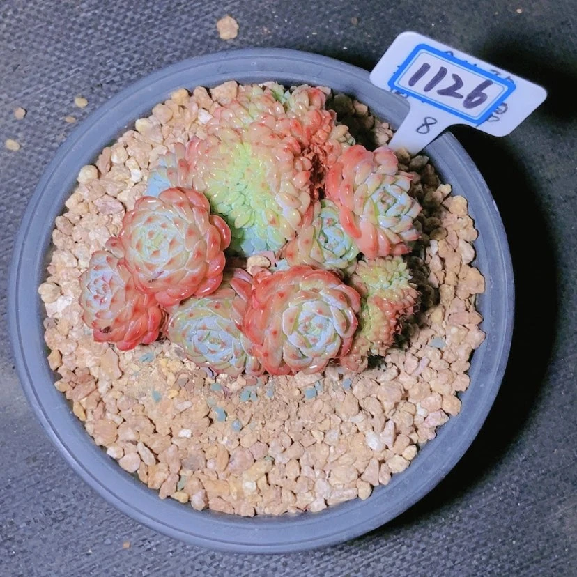 【闪购商品】金*1126