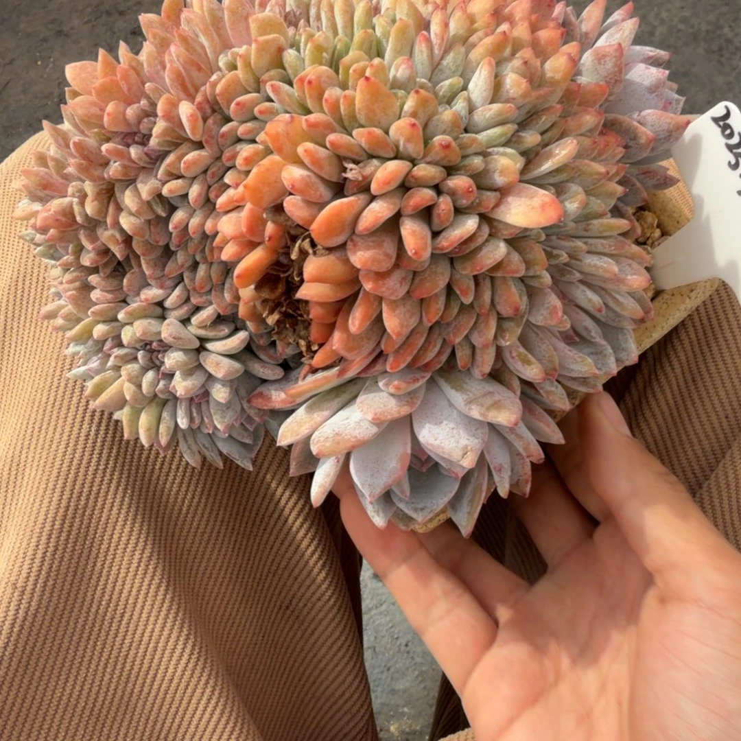 一物一拍星影缀220