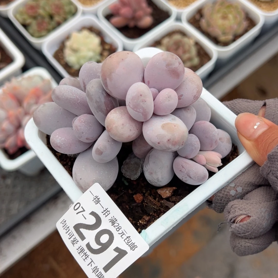 奶酪多肉多肉多肉多肉