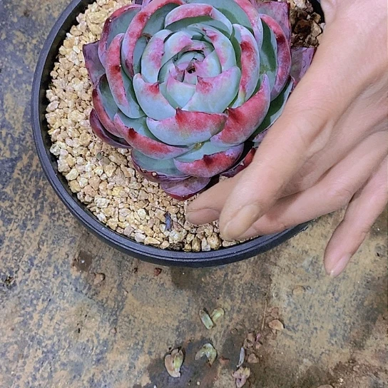 傻*惊鸿仙子多肉植物
