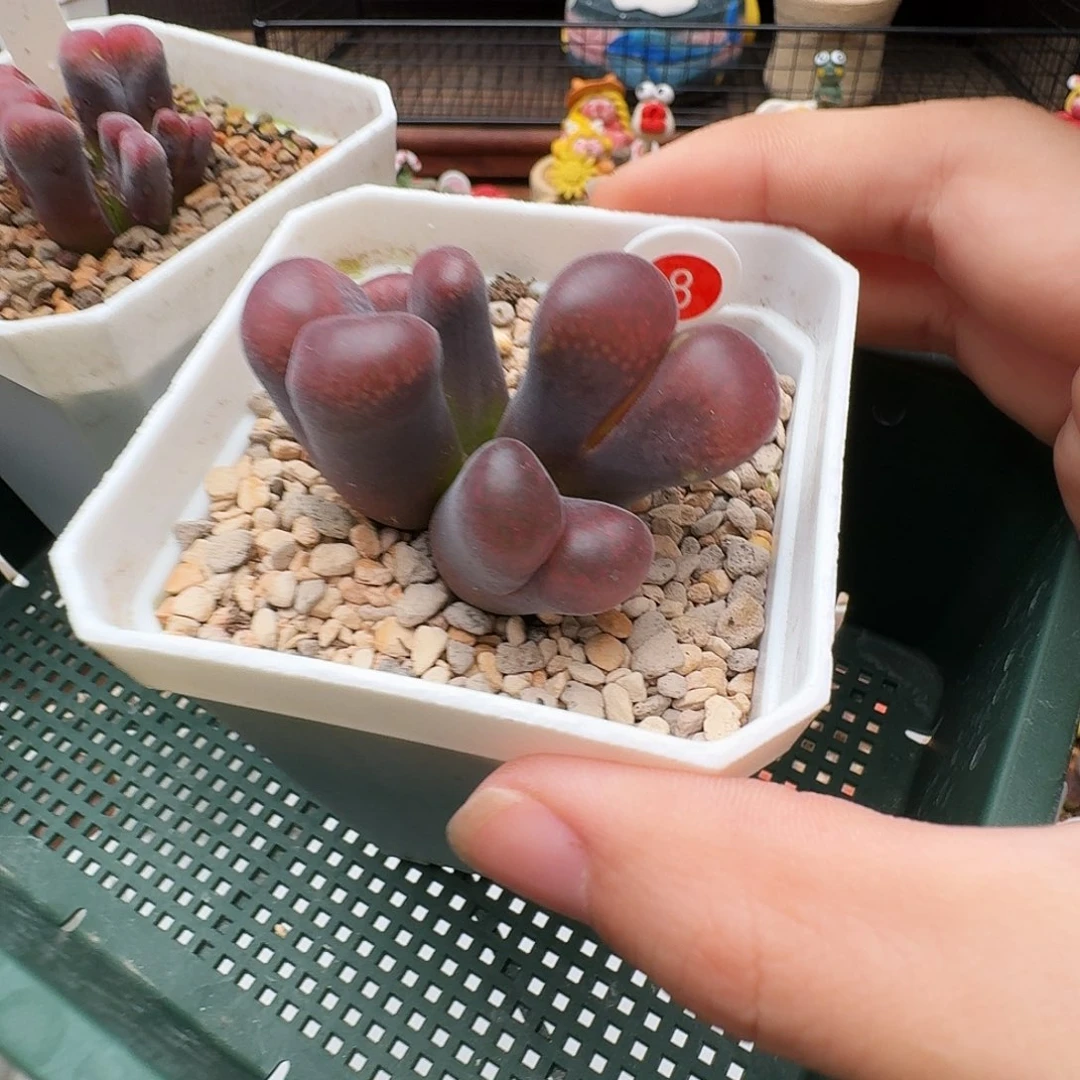 k***f多肉植物福利风铃8