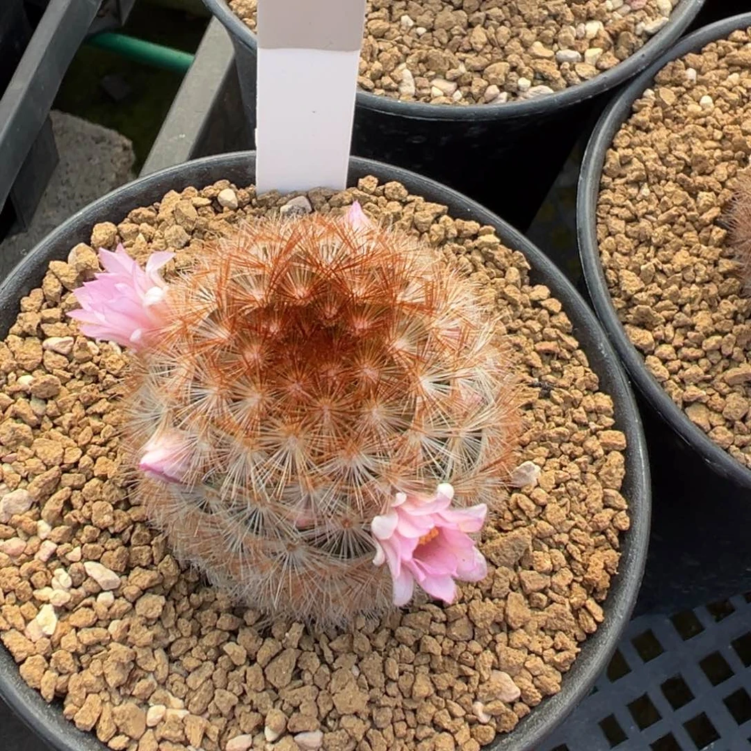 粉花嘉文丸多肉植物带盆土467