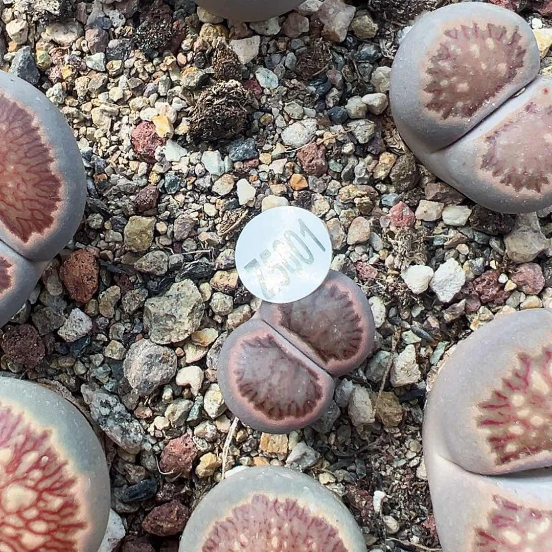 编号在5601红窗菊