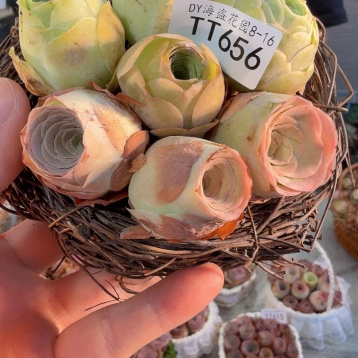 TT656 鸟巢花篮玫瑰组合