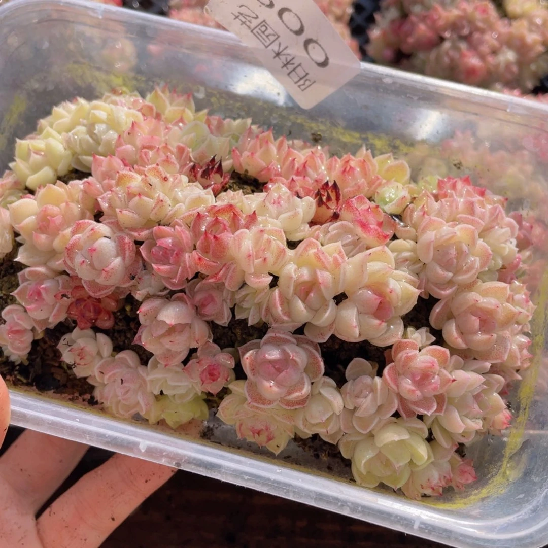 多肉植物多肉植物9