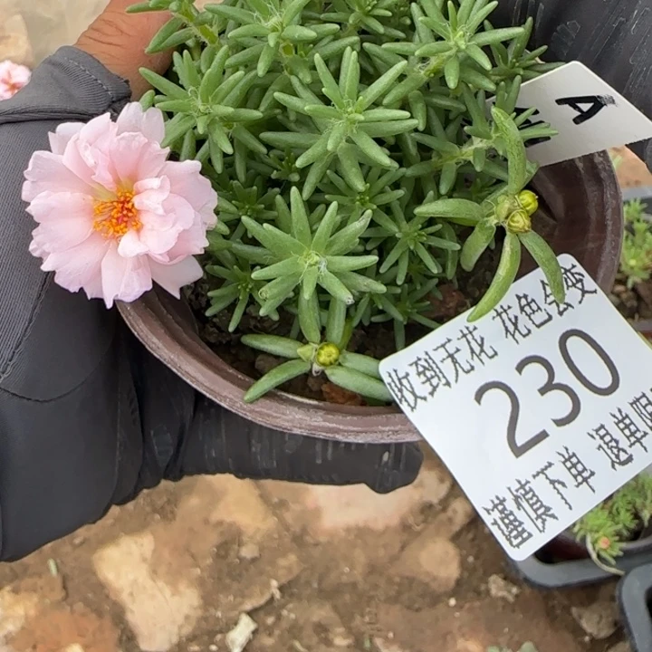 无花朵230超小苗盆口10cm