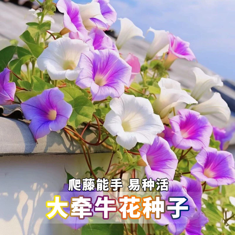 D新疆【大牵牛花种子】爬藤喇叭花四季开花阳台盆栽庭院花卉种籽