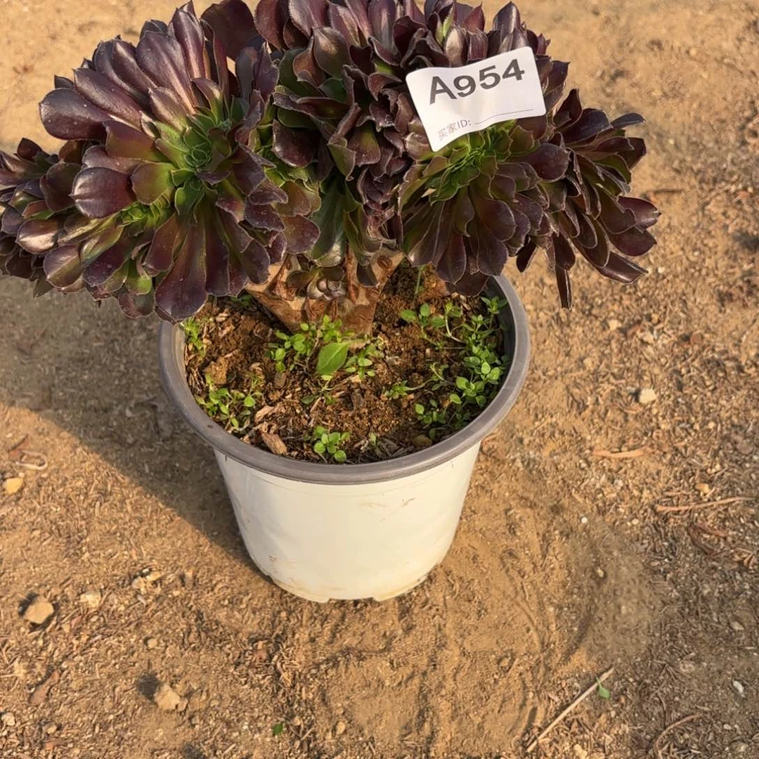 端***端欧紫缀断枝不包954