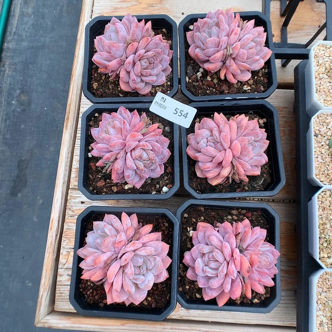 554玫瑰梦露量拍1颗