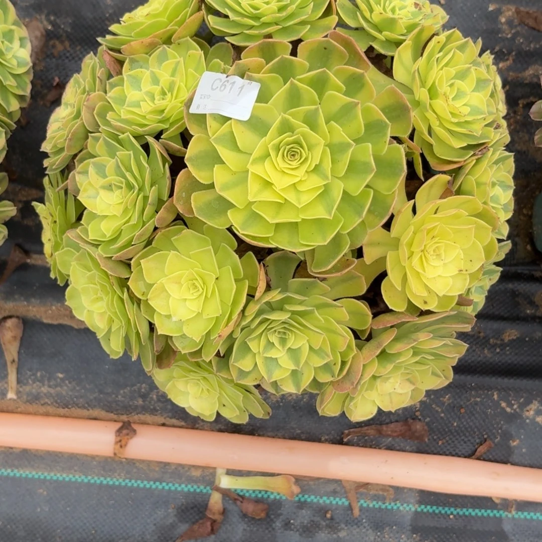 雨****611雨河多肉植物发货