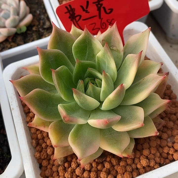 弗兰克单头锦000001