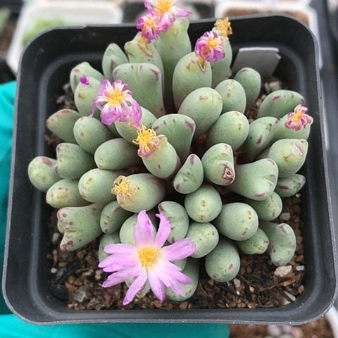 多肉肉锥 粉花猪蹄