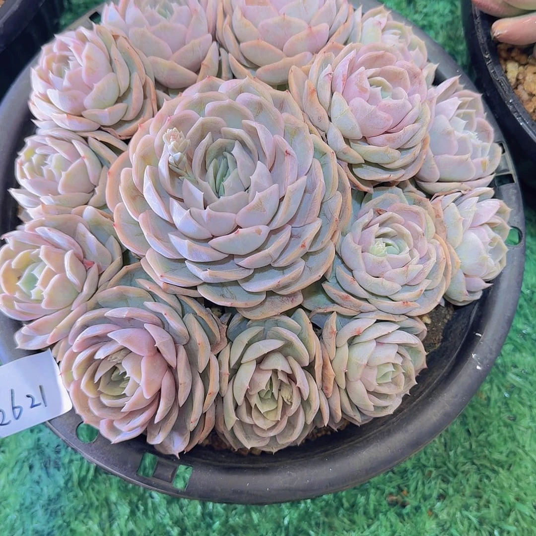 ?*?2621蓝色惊喜多肉