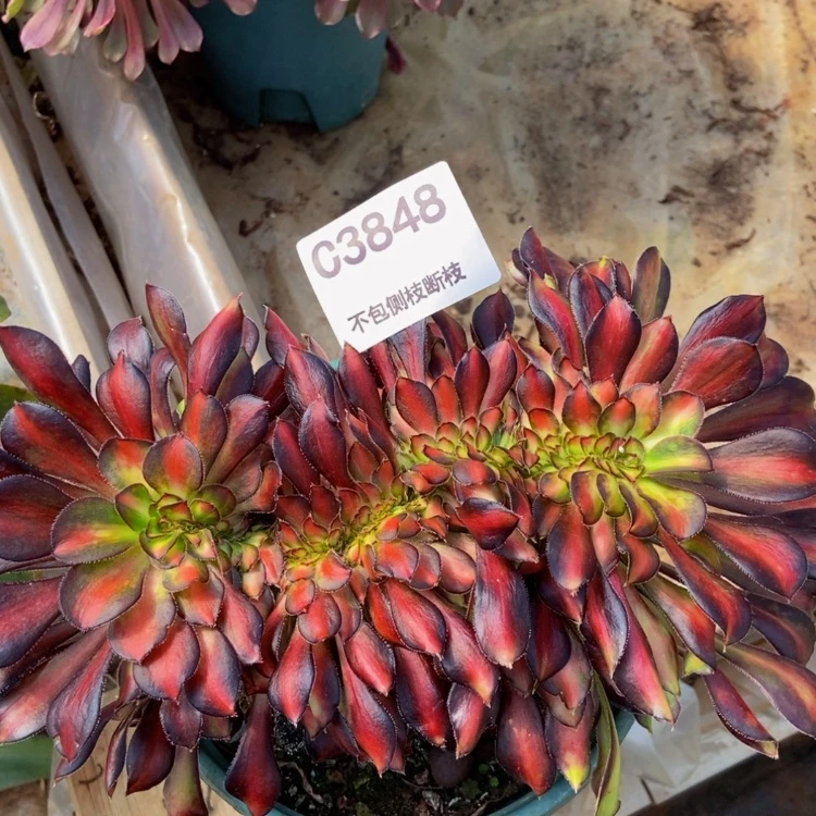 【闪购商品】3848炫彩缀多肉