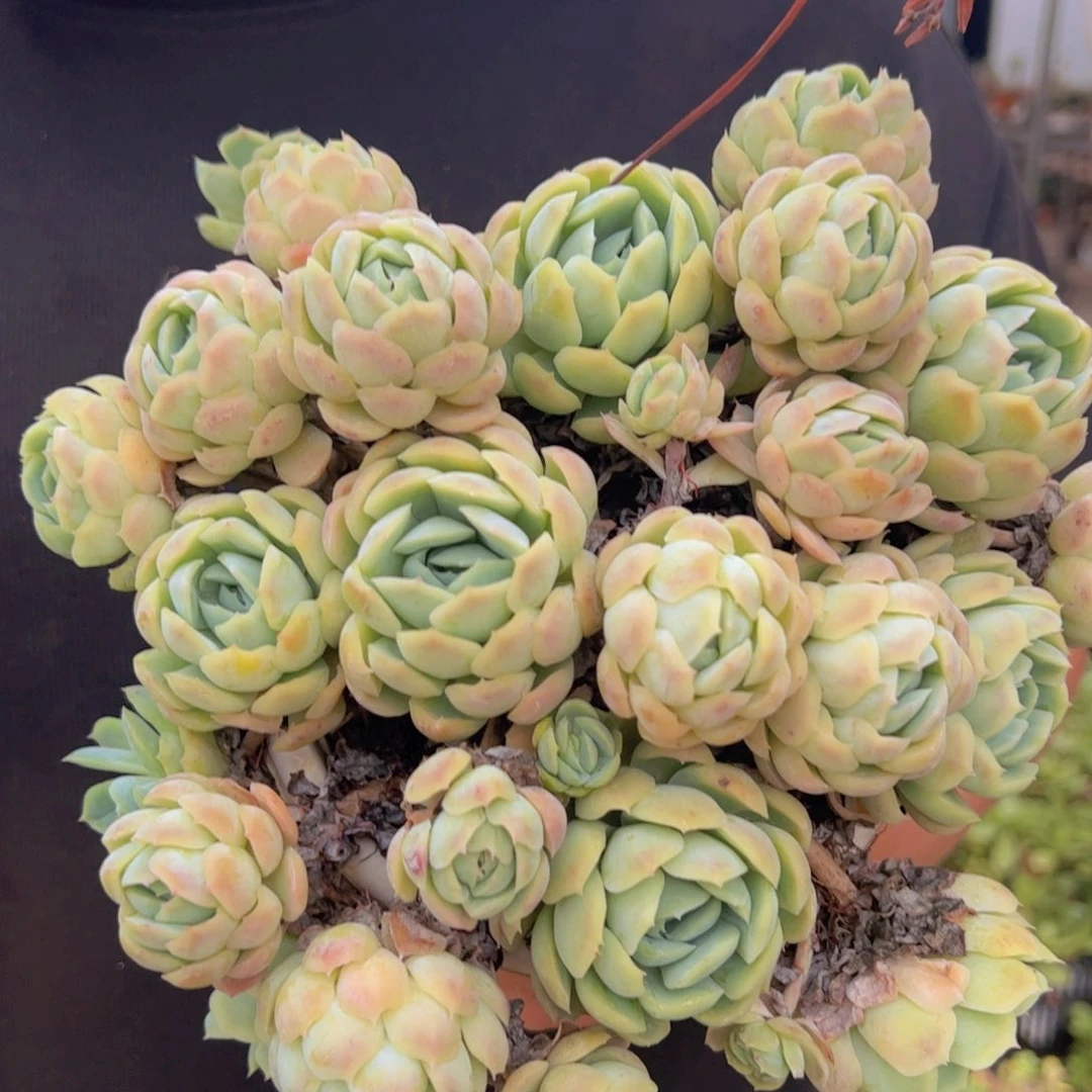 贝瑞整装整群老桩