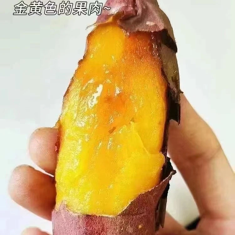 云南榴莲蜜薯。真甜！3斤装体验价19.9一包，真甜呀蜜薯