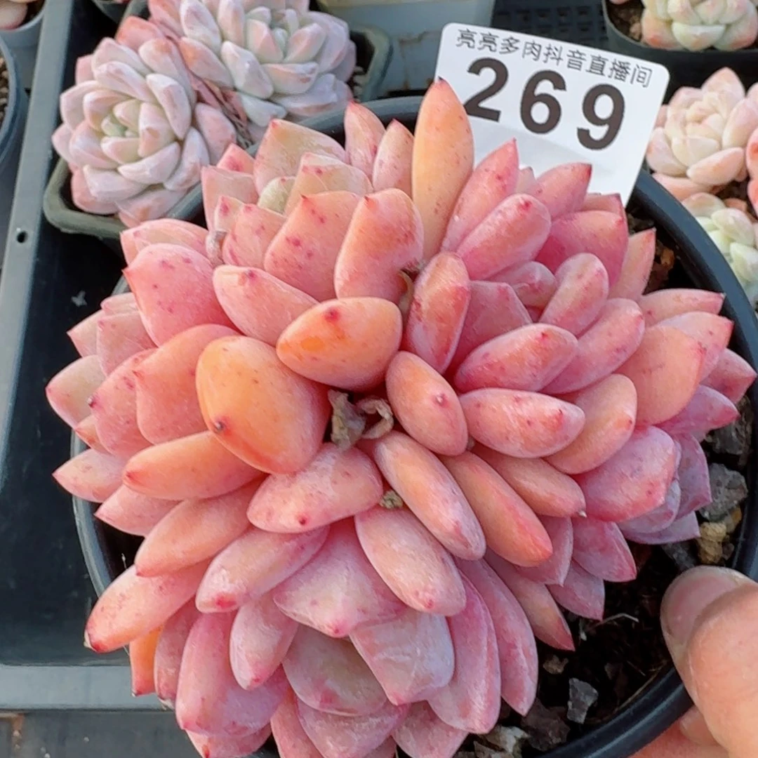 福利         精品多肉