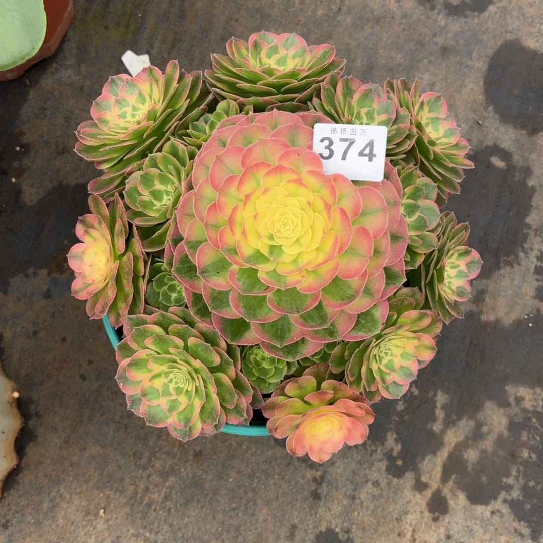 二***姨无花朵374多肉法师寄养