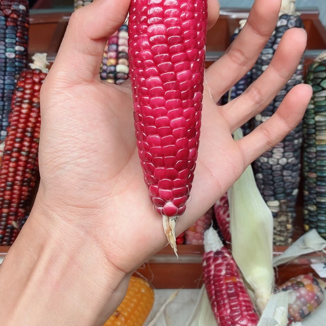 简***爱白玉菩提吊坠文玩玉米毛料精品