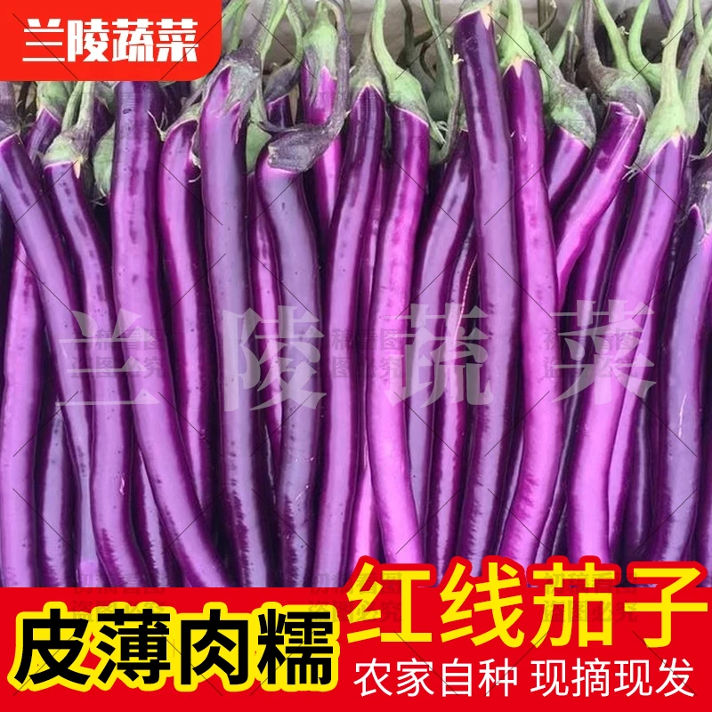 1山东地头直发红线茄茄子杭茄3斤装零时蔬菜新鲜线茄
