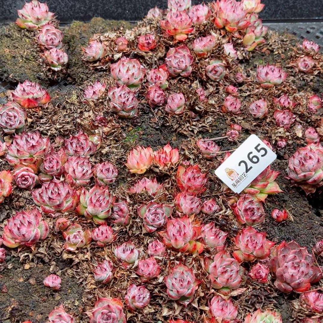 玲*多肉植物多肉植物