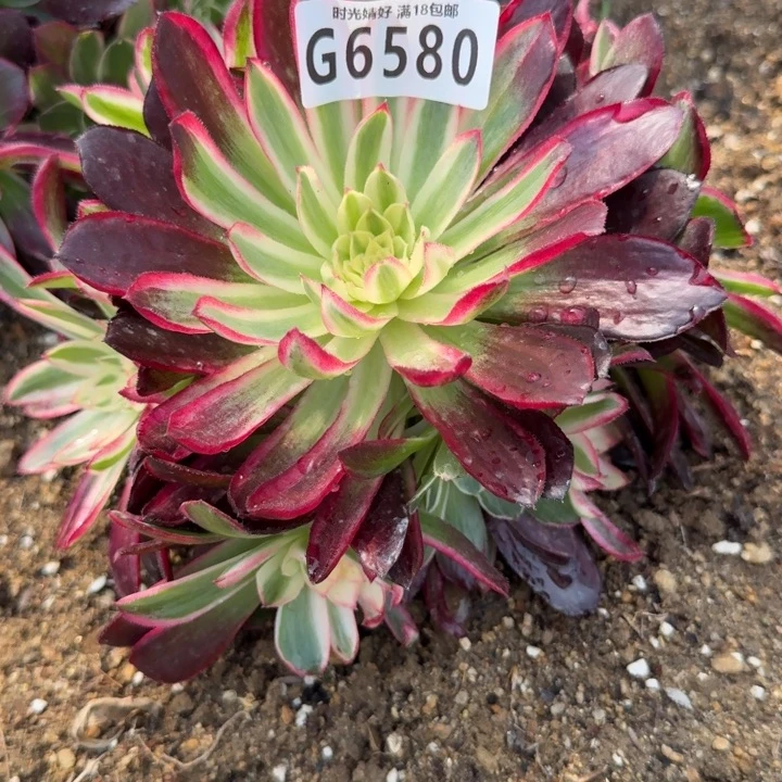 6580星黛露也叫玉芙蓉。多肉植物