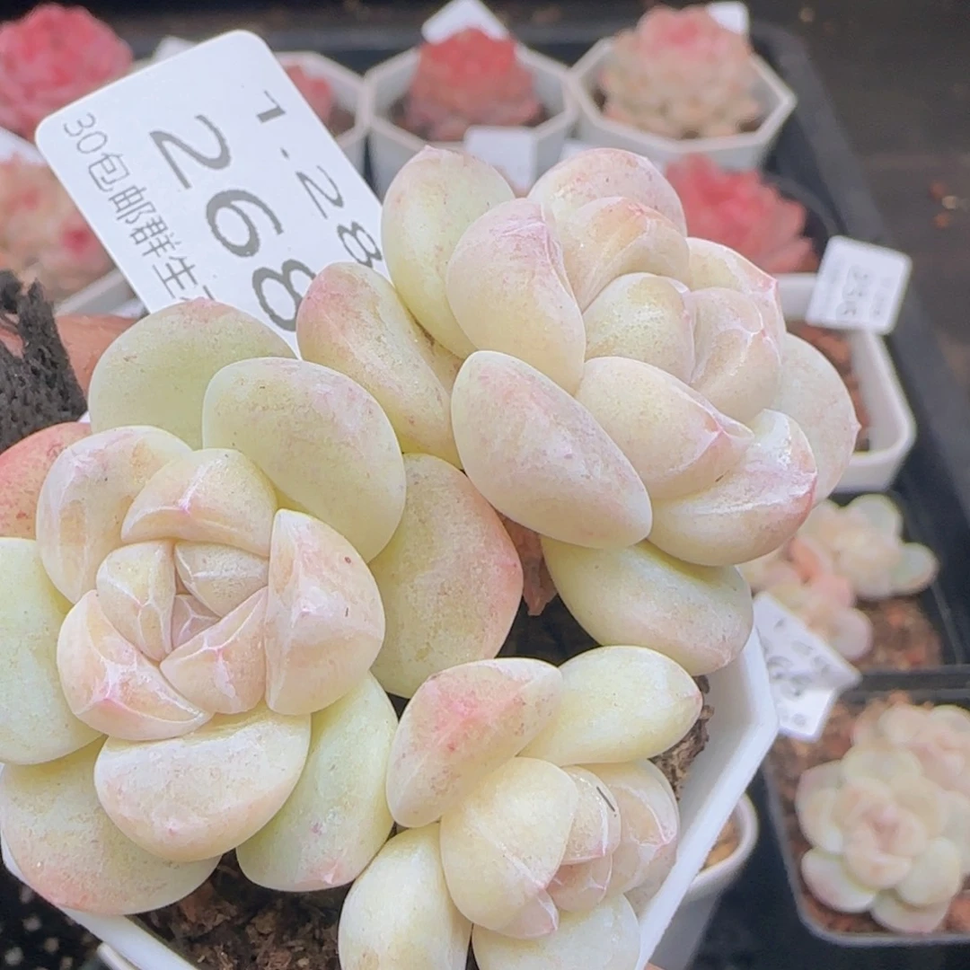 三头冰玉一颗脱土发货