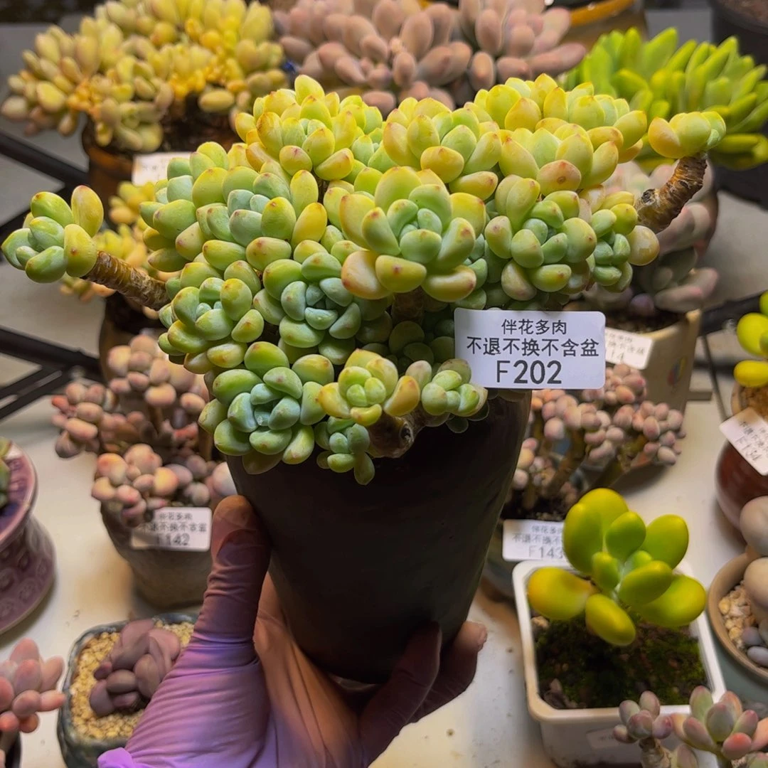 劳尔202/15cm多肉福利