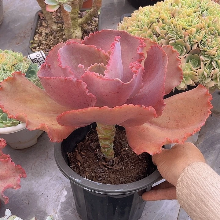 法国皇后24210多肉植物
